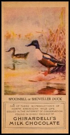 32 Spoonbill or Shoveler Duck